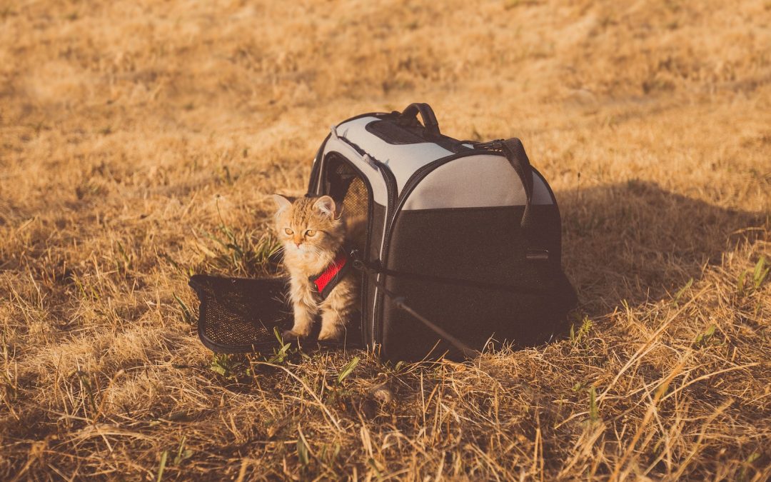 5 conseils pour bien voyager avec son chat !